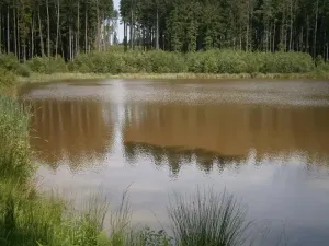 Pronájem rybníku, Sklené nad Oslavou, 10645 m2