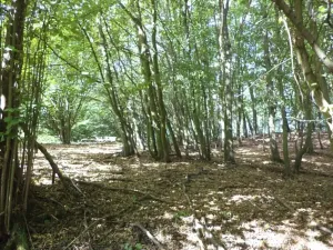 Dražba louky, Malé Březno, 14517 m2