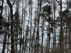 Prodej lesa, Prokopov, 2228 m2