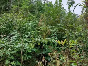 Prodej lesa, Nový Rychnov, 7440 m2