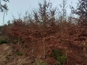 Prodej lesa, Pošná, 12283 m2