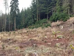 Prodej lesa, Široký Důl, 1408 m2