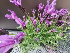 Prodej bytu 2+kk, Všemina, 46 m2