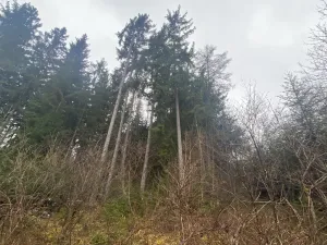 Prodej lesa, Kolinec - Buršice, 1299 m2