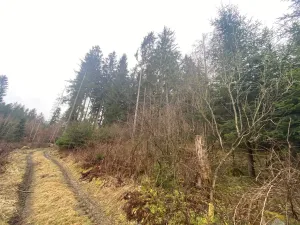 Prodej lesa, Kolinec - Buršice, 1299 m2