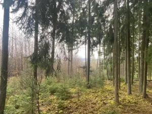 Prodej lesa, Kolinec - Buršice, 1299 m2