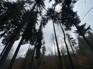 Prodej lesa, Kolinec - Buršice, 3423 m2