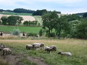 Prodej komerčního pozemku, Heřmaničky, 19000 m2