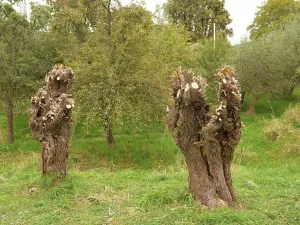 Prodej komerčního pozemku, Heřmaničky, 19000 m2