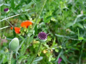 Prodej chaty, Dolní Zálezly, 37 m2