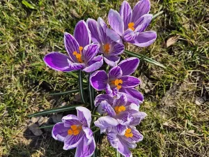 Pronájem bytu 2+1, Praha - Žižkov, Žerotínova, 64 m2