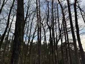 Prodej lesa, Klatovy, 8497 m2