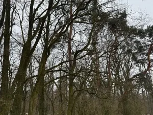 Prodej podílu lesa, Dolní Beřkovice, 1050 m2