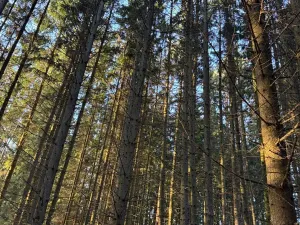 Prodej podílu lesa, Stará Paka, 4610 m2