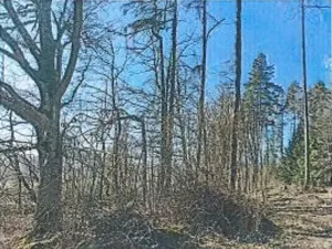 Prodej lesa, Neurazy, 727 m2