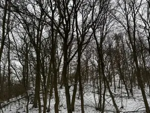 Prodej lesa, Chotiměř, 26763 m2