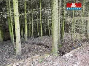 Prodej lesa, Košťálov - Kundratice, 4244 m2