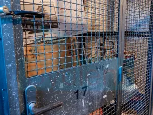 Prodej bytu 1+1, Praha - Troja, Krynická, 29 m2