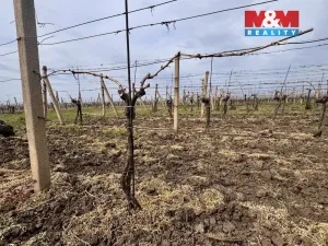 Prodej pole, Velké Bílovice, 3600 m2