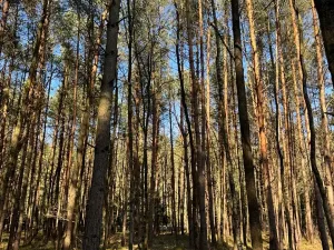 Prodej lesa, Týniště nad Orlicí, 6788 m2