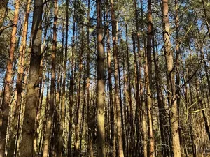 Prodej lesa, Týniště nad Orlicí, 6788 m2