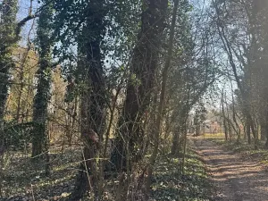 Prodej podílu lesa, Kolín, 877 m2