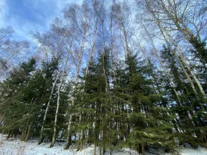 Prodej pozemku, Volfířov - Brandlín, 5958 m2