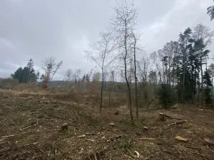 Prodej lesa, Blížejov - Lštění, 7793 m2