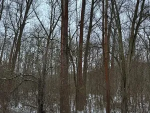 Prodej lesa, Kralupy nad Vltavou, 20392 m2