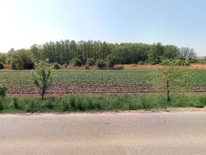 Prodej lesa, Lysá nad Labem, 8812 m2