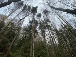 Prodej pozemku, Volfířov - Brandlín, 5958 m2