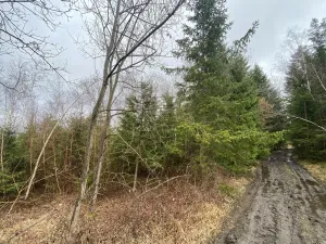 Prodej lesa, Kolinec - Buršice, 5195 m2