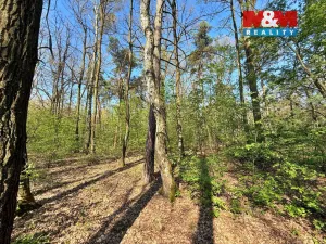 Prodej lesa, Sadská, 1964 m2