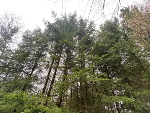 Prodej lesa, Kolinec - Buršice, 5195 m2