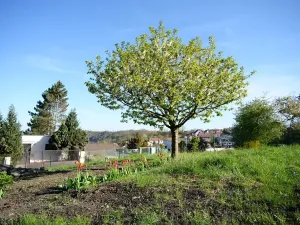 Prodej pozemku pro bydlení, Větrušice, Úzká, 810 m2