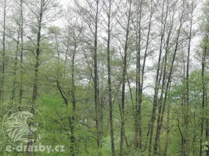 Dražba pozemku, Medonosy, 15430 m2