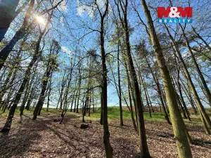 Prodej lesa, Mochov, 4629 m2