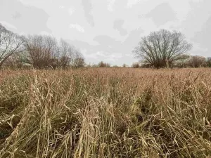 Dražba louky, Křenovice, 4103 m2