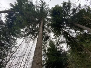 Prodej lesa, Kolinec - Buršice, 3423 m2