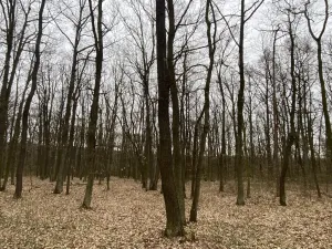 Prodej lesa, Silůvky, 2829 m2