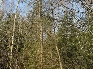 Prodej lesa, Rájec, 5476 m2