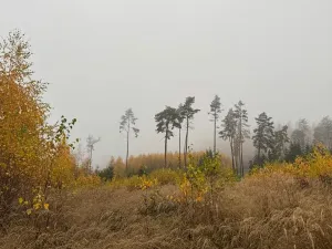 Prodej lesa, Úboč, 13538 m2