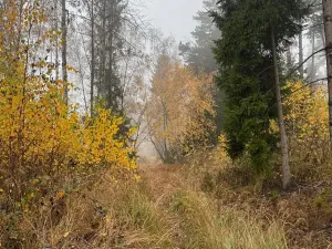 Prodej lesa, Úboč, 13538 m2