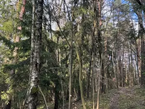 Prodej lesa, Český Dub, 17551 m2