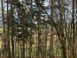 Prodej lesa, Český Dub, 17551 m2