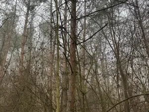 Prodej lesa, Chotiněves, 3854 m2