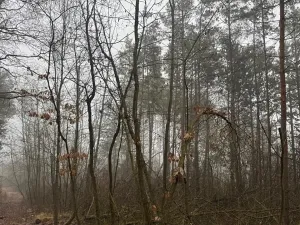 Prodej lesa, Chotiněves, 3854 m2