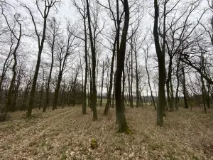 Prodej lesa, Silůvky, 3896 m2