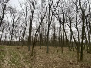 Prodej lesa, Silůvky, 3896 m2
