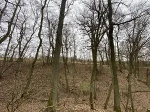 Prodej lesa, Silůvky, 462 m2